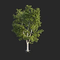 Deciduous Arbor With Lush Green Foliage Light Colored Trunk And Exposed Roots 3d model