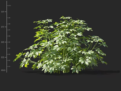 Lush Green Leaf Shrub With Healthy Growth And Ideal Size For Garden Landscaping 3d model