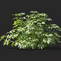 Lush Green Leaf Shrub With Healthy Growth And Ideal Size For Garden Landscaping