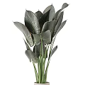 Large Dark Green Leaf Potted Plant With Red Veins In White Cylindrical Pot
