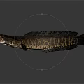 Dark Scaled Snakehead Fish Swimming With Open Mouth In Aquatic Habitat