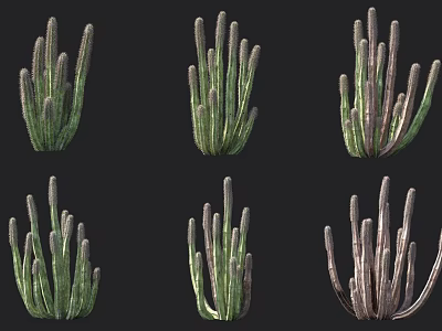 Different Types Of Potted Succulent Plants With Green Stems And Varied Growth Shapes 3d model