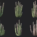 Different Types Of Potted Succulent Plants With Green Stems And Varied Growth Shapes