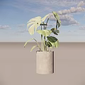 Green Potted Monstera Plant With Large Leaves In Gray Concrete Pot