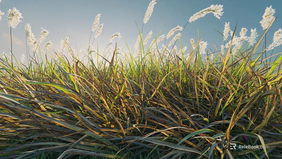 Bush with White Spikelets and Green Brown Grass Leaves in Blue Sky Background 3d model 