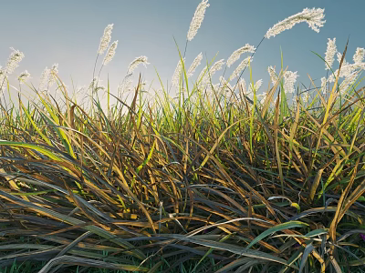 Bush with White Spikelets and Green Brown Grass Leaves in Blue Sky Background 3d model
