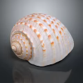 Vibrant Marine Snail With Spiral Shell And Orange Spots On Dark Reflective Background