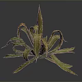 Vibrant Green And Yellow Foliage Of Decorative Garden Plant With Curled Leaves