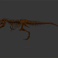 Modern skeleton dinosaur skeleton dinosaur fossil 3d model