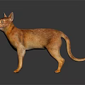 Elegant Orange Cat Standing on Reflective Floor with Gray Background 3d model