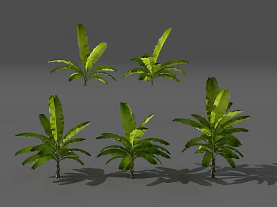 Five Lush Green Tropical Plants Featuring Large Vibrant Leaves And Healthy Foliage 3d model
