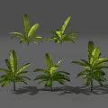 Five Lush Green Tropical Plants Featuring Large Vibrant Leaves And Healthy Foliage
