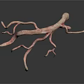 Irregular Animal Vascular Structure With Pink And Yellow Branches On White Background