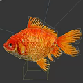Red and Orange Goldfish with Yellow Fins and Tail on Gray Background and Clear Reflection