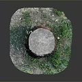 Tree Stump of Arbor with Rough Surface and Surrounding Green Grass