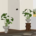 Monstera Potted Plants in White Pots on Wooden Stand in Bright Room with Window View