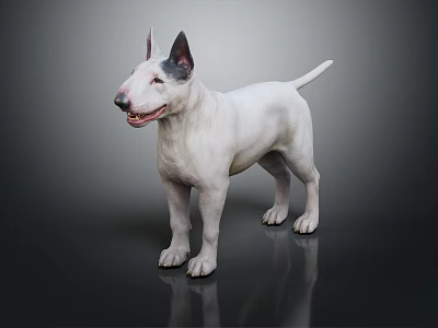 White Bull Terrier Standing On Dark Background With Shiny Reflective Floor 3d model