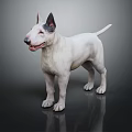 White Bull Terrier Standing On Dark Background With Shiny Reflective Floor