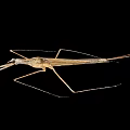 Macro View Of Water Strider Insect With Long Legs And Brown Body On Black Background