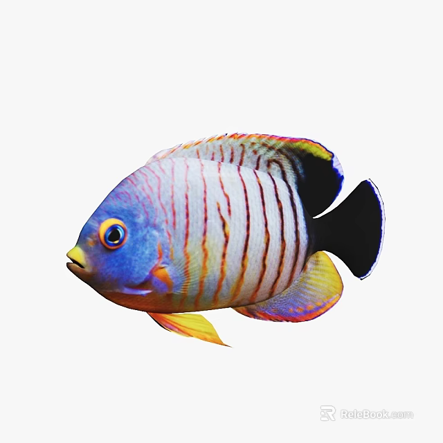 Colorful Striped Tropical Aquarium Fish with Blue Head Yellow Fins and Black Tail 3d model 