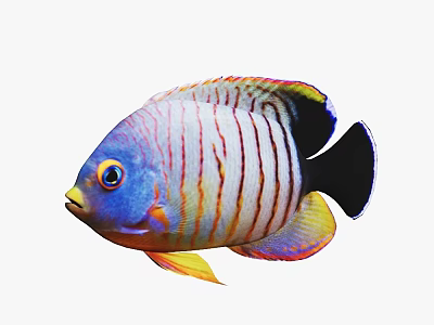 Colorful Striped Tropical Aquarium Fish with Blue Head Yellow Fins and Black Tail 3d model