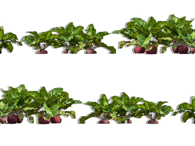 Fresh Growing Beets With Vibrant Green Leaves And Red Roots In Garden 3d model
