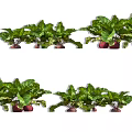 Fresh Growing Beets With Vibrant Green Leaves And Red Roots In Garden