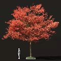 Tall Arbor Tree with Red Autumn Foliage Brown Trunk and Detailed Leaves Against Black Background