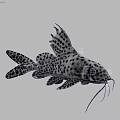 Spotted Aquatic Fish With Whiskers And Fins Showing Unique Body Patterns Swimming