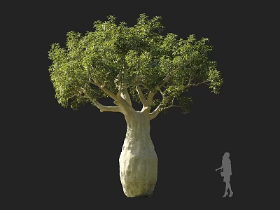 Modern rock raw wine bottle tree Queensland bottle tree wine bottle tree Buddha belly tree spindle tree 3d model