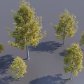 Multiple Arbor Trees With Various Sizes And Yellow Green Foliage Casting Shadows On Gray Background