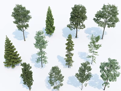 Diverse Arbor Tree Species Featuring Evergreen And Deciduous For Landscape Design 3d model