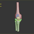 Knee Joint Anatomy 3D Model Showing Bone And Cartilage Structure 3d model