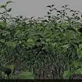 Lush Green Ground Cover Plants Growing On Natural Soil Surface Area