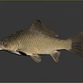 Brown Carp Fish With Scales Fins And Tail On Dark Background With Reflection