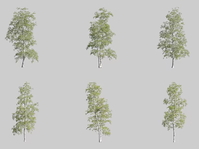 Six Different Arbor Trees Displaying Green Leaves And Various Natural Trunk Shapes 3d model