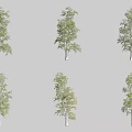 Six Different Arbor Trees Displaying Green Leaves And Various Natural Trunk Shapes