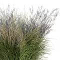Lush Green And Purple Leafy Shrubs With Feathery Foliage In Natural Growth Form