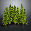 Multiple Green Evergreen Trees With Lush Foliage And Reflections On Gray Background