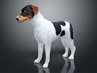 Jack Russell Terrier Dog Standing On Black Background With White Black Brown Fur And Reflection 3d model