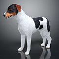 Jack Russell Terrier Dog Standing On Black Background With White Black Brown Fur And Reflection