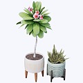 Modern indoor potted plants 3d model