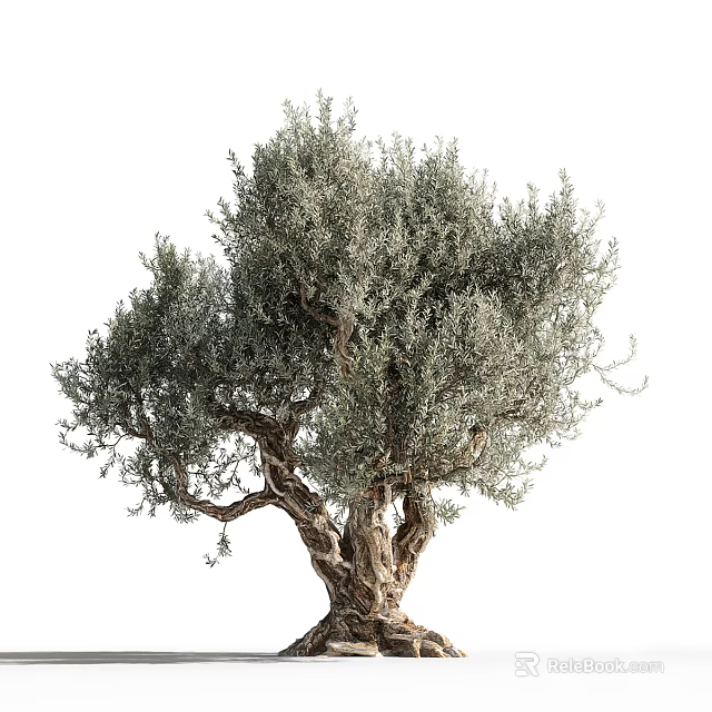 Gray Green Leaf Tree With Thick Textured Trunk And Branched Canopy 3d model 