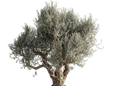 Gray Green Leaf Tree With Thick Textured Trunk And Branched Canopy 3d model