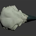 Detailed Bird Skull With Green Beak And White Bone Anatomical Structure