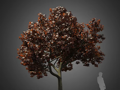 Tall Arbor With Red Brown Leaves And Human Silhouette For Size Reference 3d model
