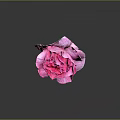 Vibrant Pink Rose Bloom With Soft Petals On Dark Background And Clear Reflection 3d model