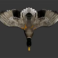 Duck With Green Head Yellow Beak And Orange Feet Spreading Wings On Dark Background