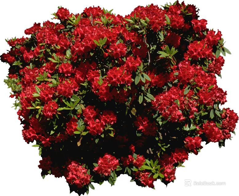 Vibrant Red Flowering Shrub With Lush Green Leaves And Abundant Blooms 3d model 