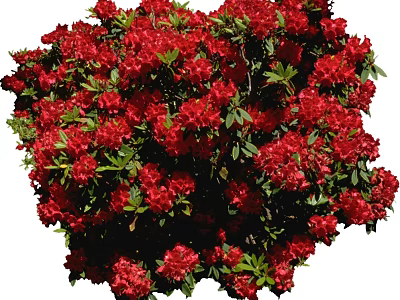 Vibrant Red Flowering Shrub With Lush Green Leaves And Abundant Blooms 3d model